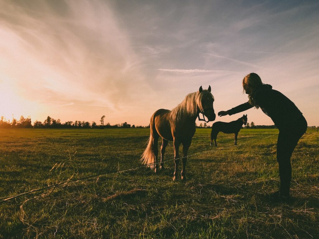 horse_racing